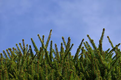 Low angle view of tree against sky