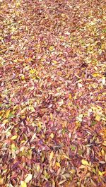 Full frame shot of leaves on field
