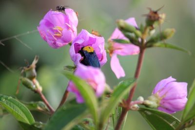 Close-up of pink flowering plant