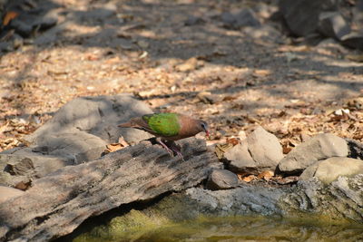 Emerald dove green pigeon pigeon looking for food and water for living in the jungle during 