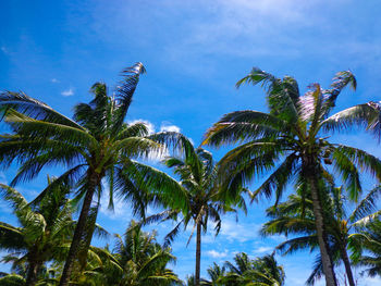 Low angle view of palm trees against sky