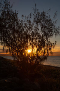 Silhouette trees on beach against sky during sunset