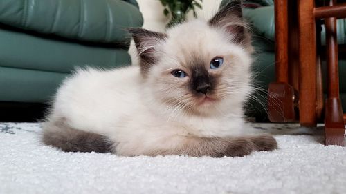 Close-up portrait of white cat lying at home