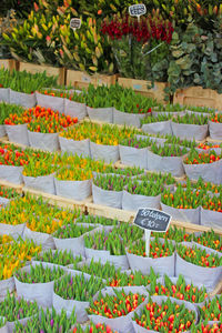 View of plants at market stall