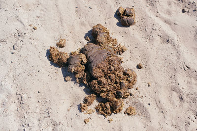 High angle view of horse dung on sand