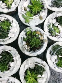 Directly above shot of succulent plants in glass containers