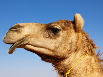 Close-up of a horse against clear blue sky