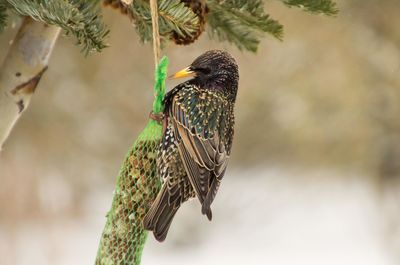 Close-up of bird perching outdoors