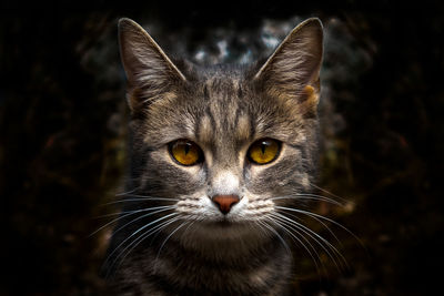 animal