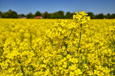 Scenic view of oilseed rape field