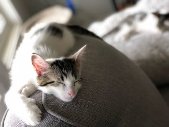 Close-up of cat sleeping at home