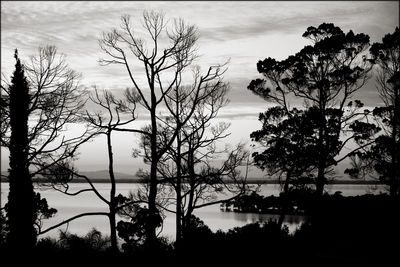 Trees by sea against sky