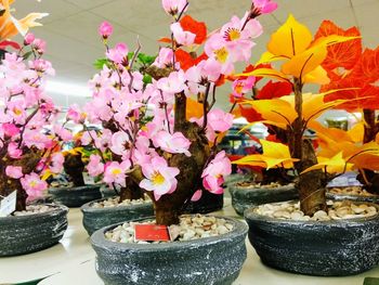 Close-up of potted plant