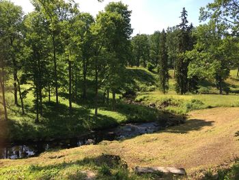 Scenic view of trees by lake in forest against sky