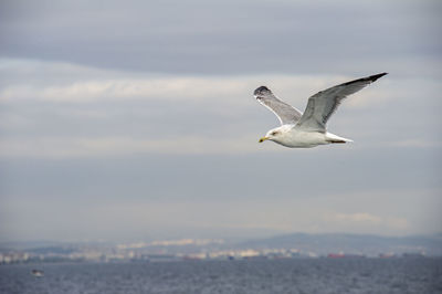 Seagull flying over sea against sky