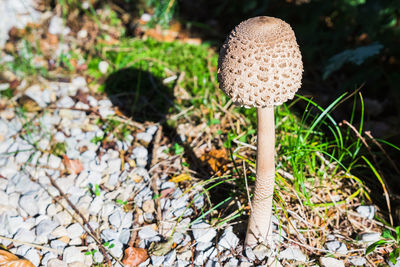 Close-up of mushroom growing on field