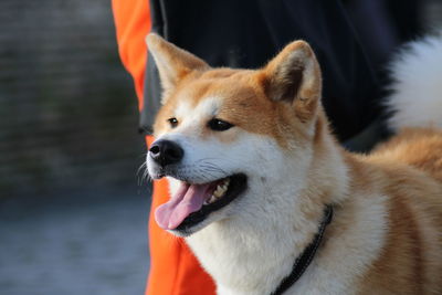 Close-up of dog looking away