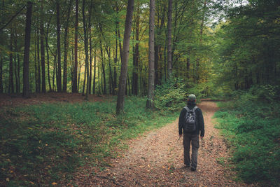 A man with a backpack walking through the forest, autumn view