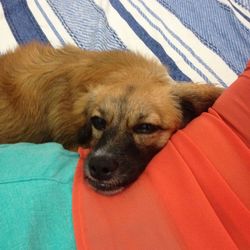 Close-up of dog relaxing on bed