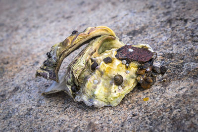 Close-up of shell on sand