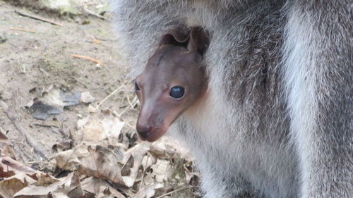 Close-up of horse