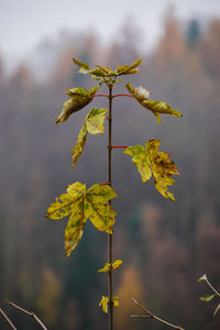 Kürnbergwald