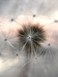 Full frame shot of dandelion flower