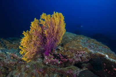 Close-up of coral swimming in sea