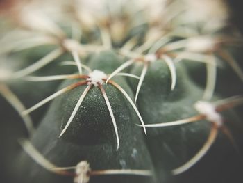 Close-up of spider on web