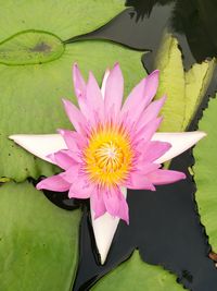 Close-up of lotus water lily in pond