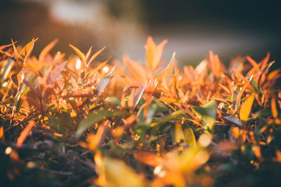 Close-up of yellow leaves on field against sky during sunset