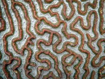 Full frame shot of coral in sea