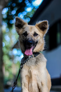 Close-up portrait of a dog