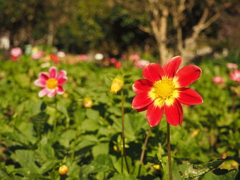 Close-up of red flowering plant on field