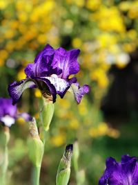 Close-up of purple iris flower