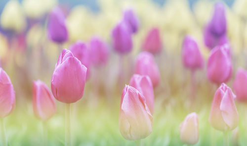 Close-up of pink tulips on field