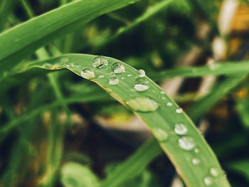 Close-up of raindrops on leaf