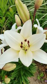 Close-up of white flowering plant
