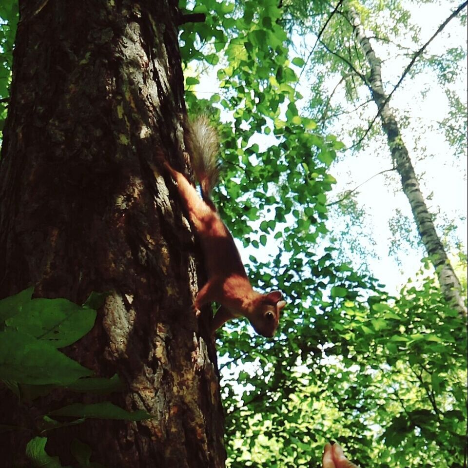 animal themes, one animal, tree, animals in the wild, wildlife, low angle view, tree trunk, branch, mammal, green color, nature, growth, forest, full length, side view, outdoors, leaf, day, beauty in nature, brown