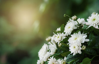 Close-up of white flowering plant