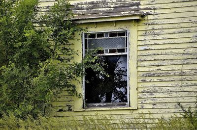 Close-up of plant growing on house wall