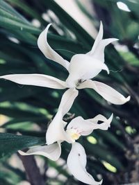 Close-up of white flowering plant in park