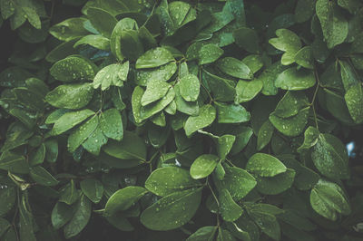 Green leafs with raindrops 