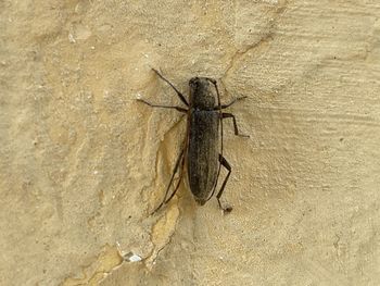 Close-up of insect on wall