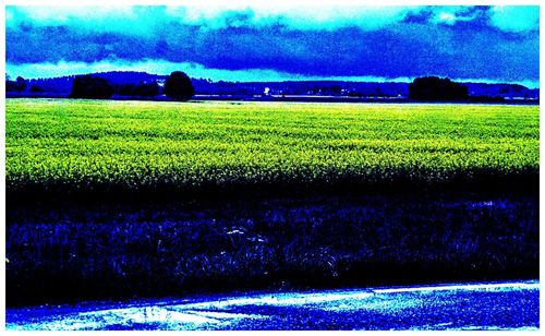 Yellow flowers growing in field