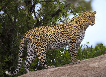 View of a cat looking away