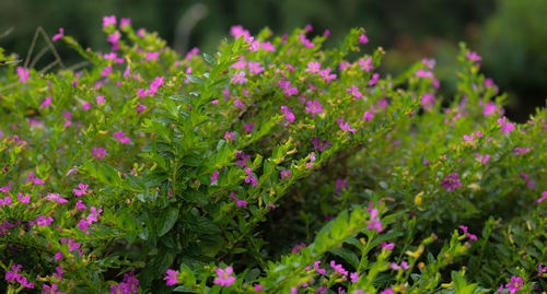 Close-up of pink flowering plants