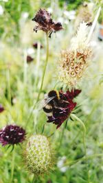 Close-up of honey bee on thistle