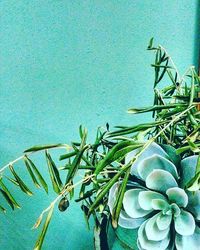 Plant growing in water