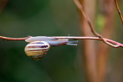 Close-up of snail on plant